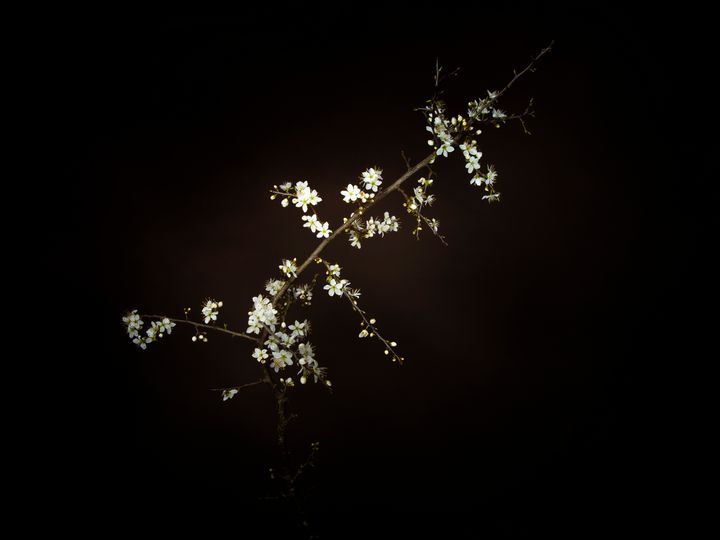 Prunus spinosa, blackthorn aka sloe - Judith Flacke Still Life