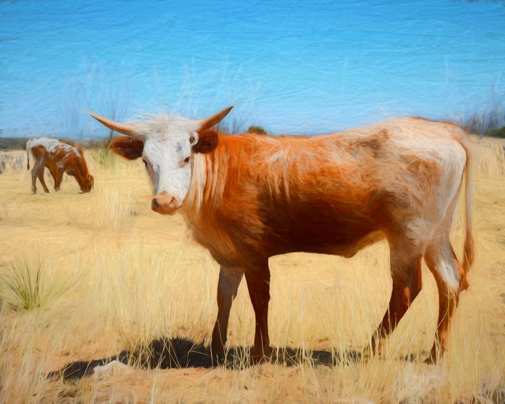 Longhorn Calf - Diana Penn Artography