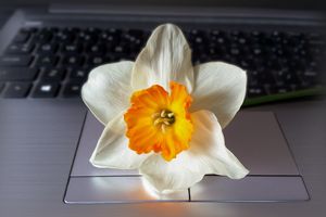 Flower over keyboard