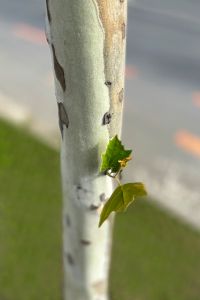 Birch by roadside