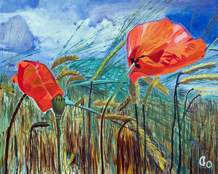 coquelicot arctique