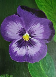 Flowers collection: Purple Pansy