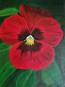 Flowers collection: Red Pansy