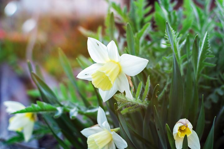 narcissus flower - Igor Koshliaev
