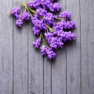 Lilac color walpapper for design