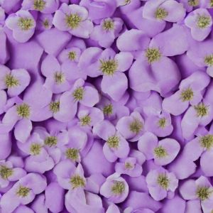 Lilac color walpapper for design