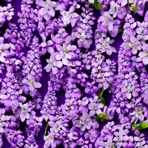 Lilac color walpapper for design