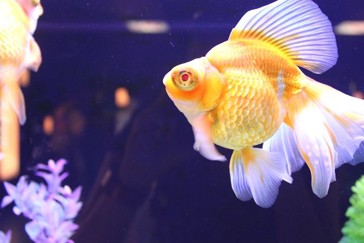 Gold Fish - Torri