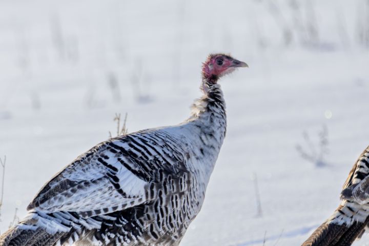 smoke-phase-turkey-birds-photography-animals-birds-fish-birds