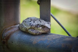 Irongate Frog
