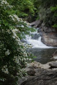 English Dogwood Falls