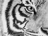 Tiger charcoal on paper
