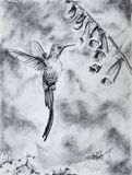 Charcoal Hummingbird with flowers