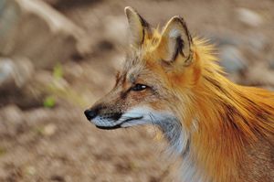 Inquisitive Mr. Fox
