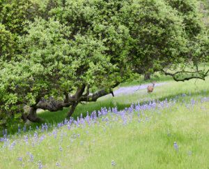 A deer in lupine field