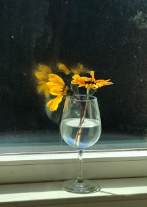 Yellow daisy in wine cup