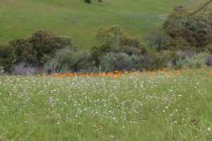 California Poppy in while flowers