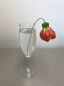 A flower in a wine cup